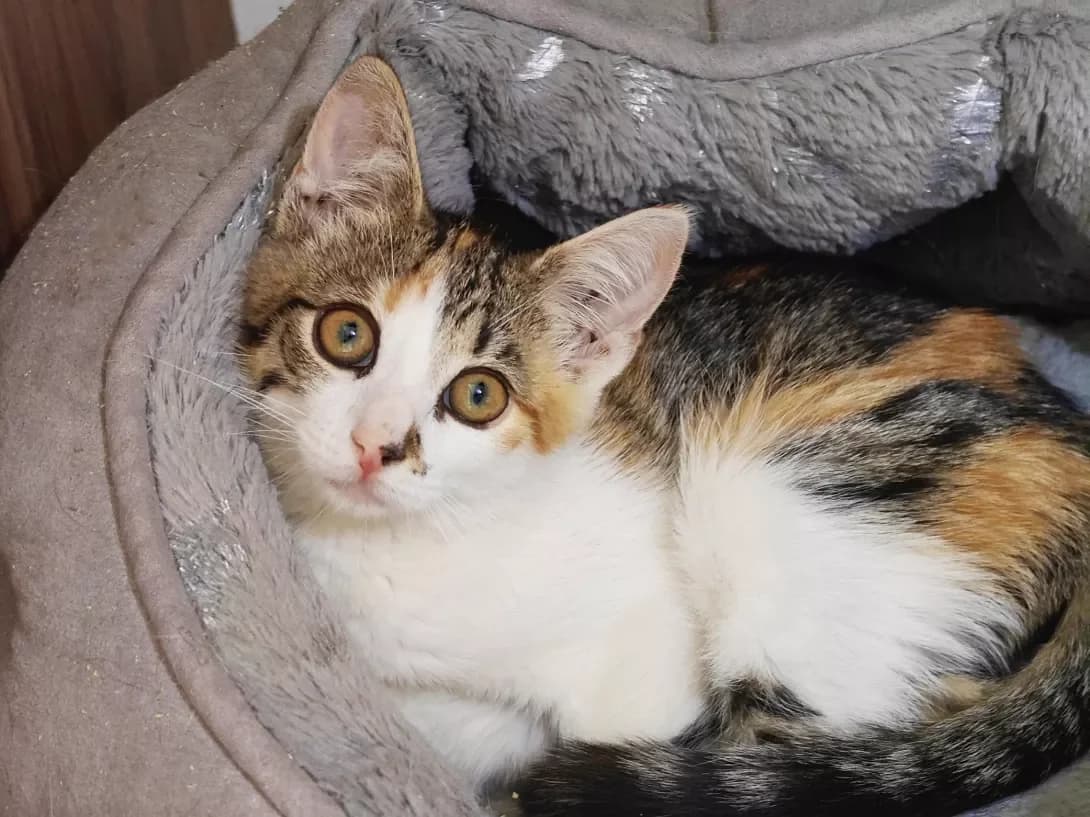 Mimi (Мімі), Mixed Breed (Happy Paw Kyiv)