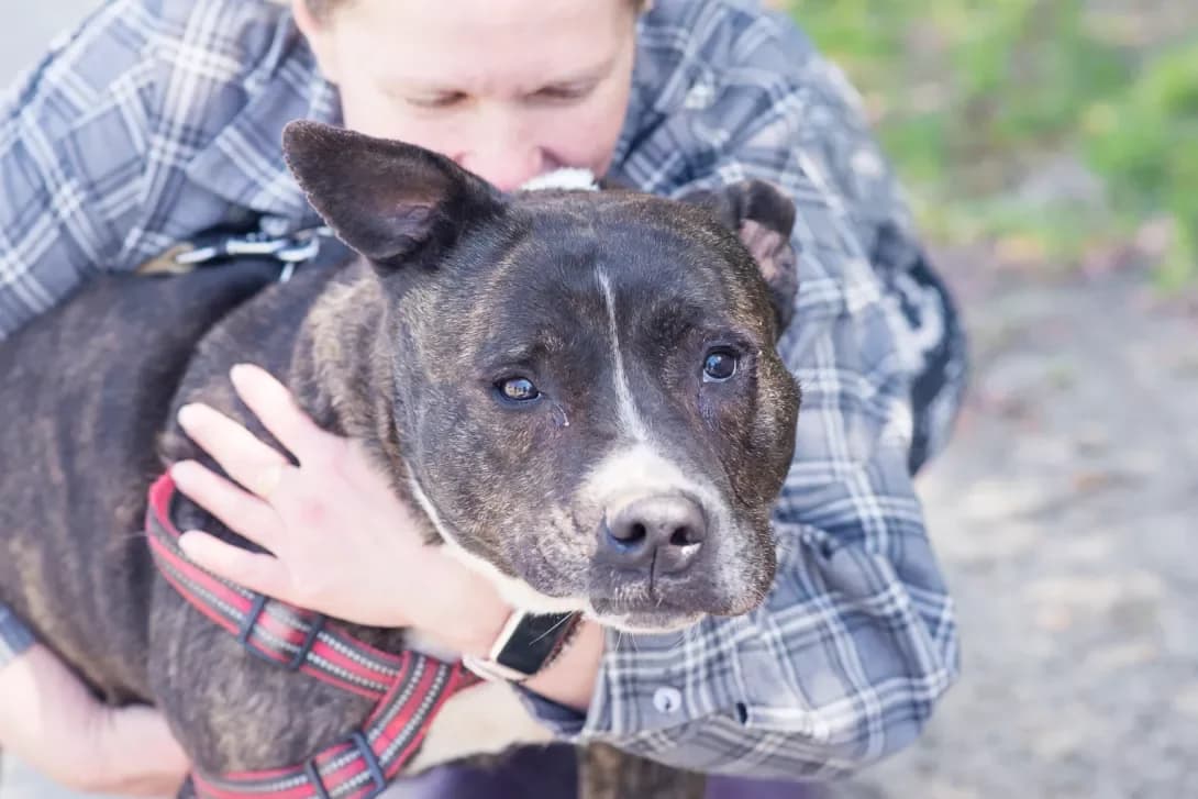 Terri (Террі), Mixed Breed (Happy Paw Kyiv)