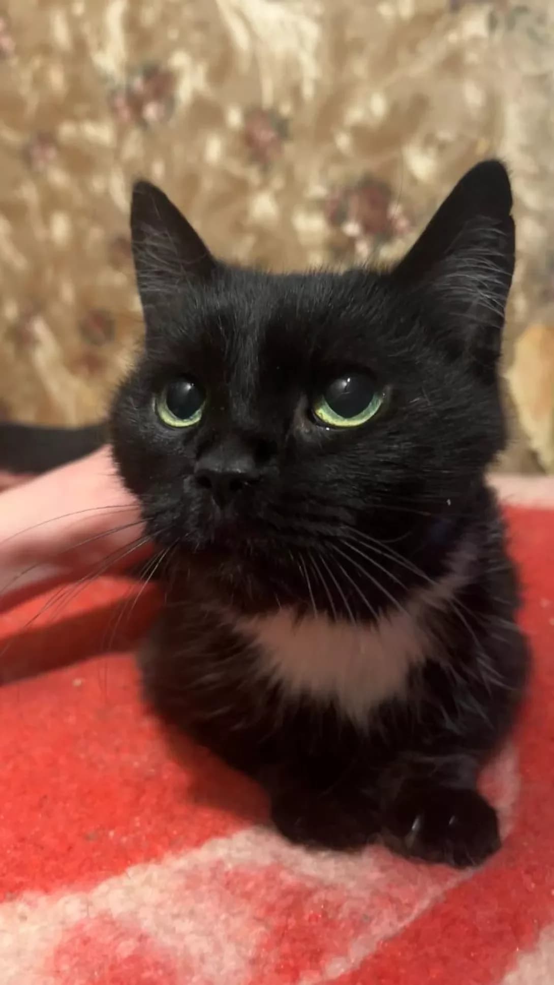 Dimka (Димка), Mixed Breed (Happy Paw Kyiv)