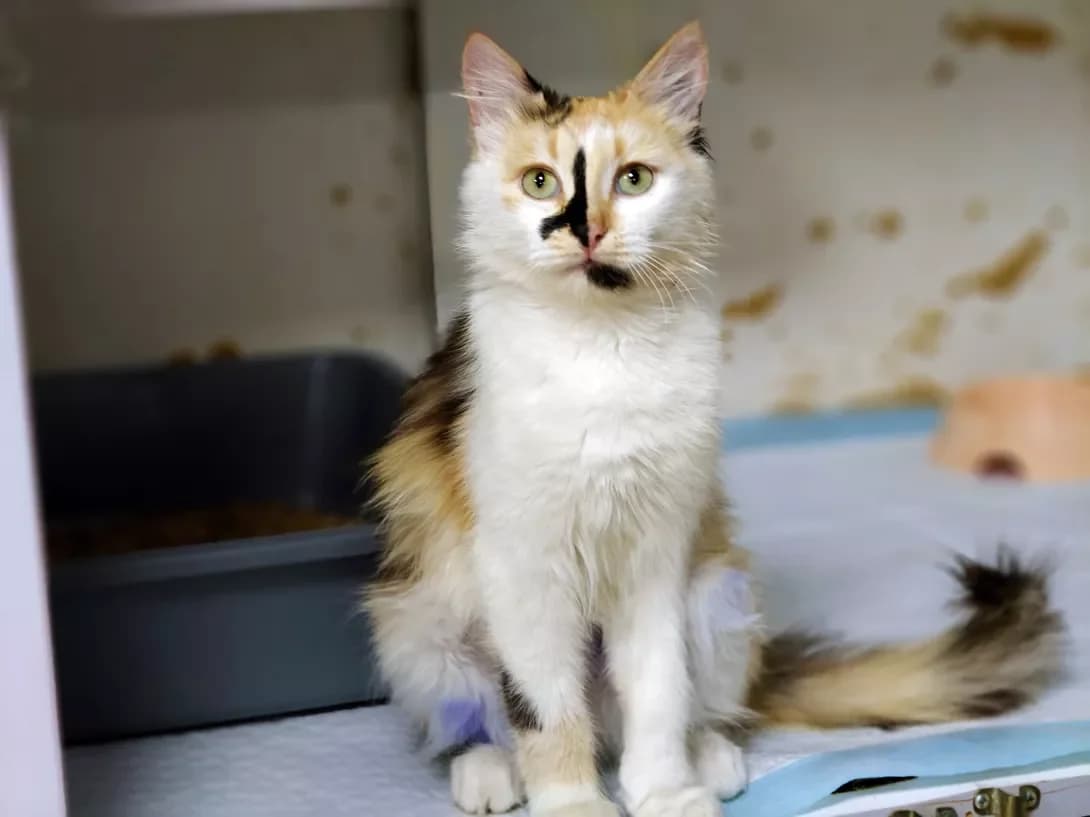 Marishka (Марішка), Mixed Breed (Happy Paw Kyiv)