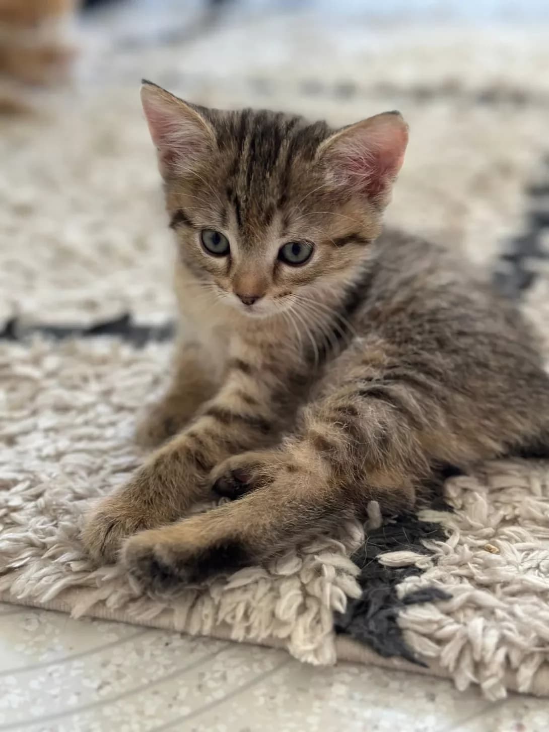 Pip (Піп), Mixed Breed (Happy Paw Kyiv)
