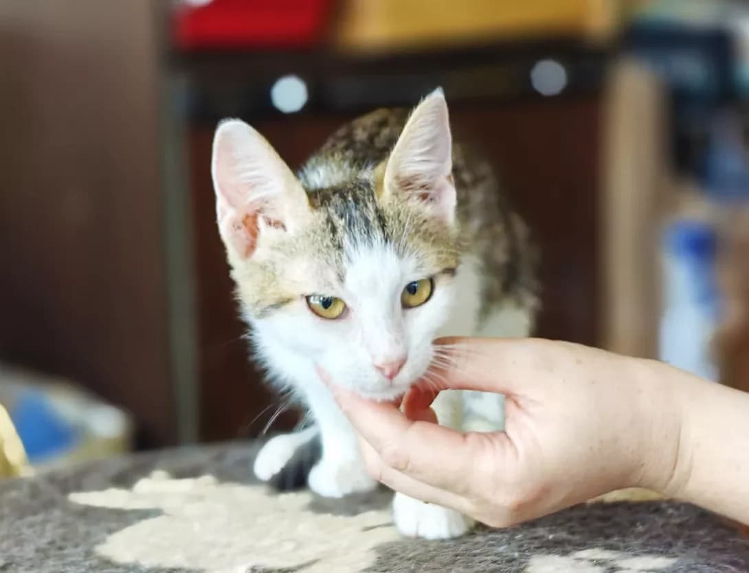 Sindi (Сінді), Mixed Breed (Happy Paw Kyiv)