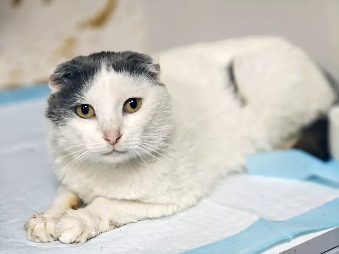 Oskar (Оскар), Mixed Breed (Happy Paw Kyiv)