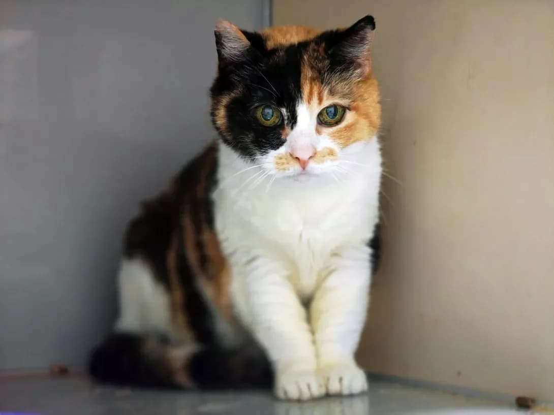 Busya (Буся), female 3yo Mixed Breed for adoption at Happy Paw Kyiv