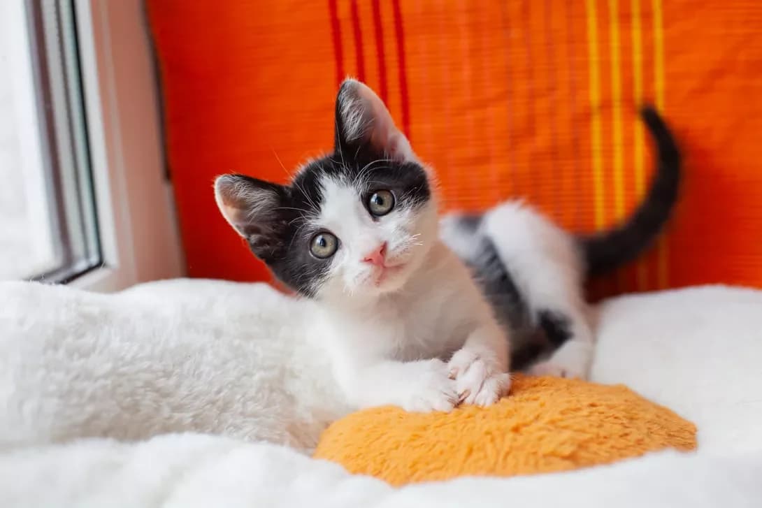 Izya (Ізя), male puppy Mixed Breed for adoption at Happy Paw Kyiv