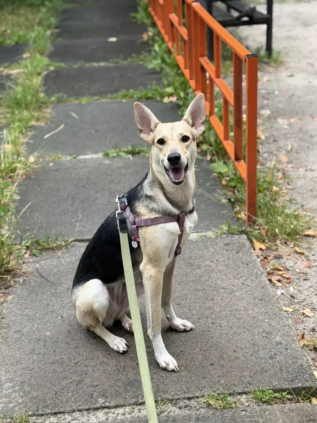 Varta (Варта), female young Mixed Breed for adoption at Happy Paw Kyiv