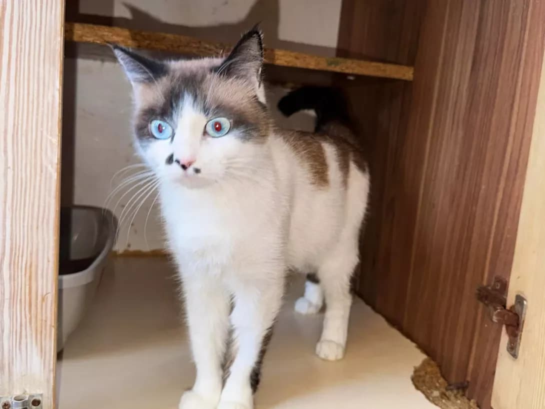 Kameron Diaz (Камерон Діаз), female young Mixed Breed for adoption at Happy Paw Kyiv