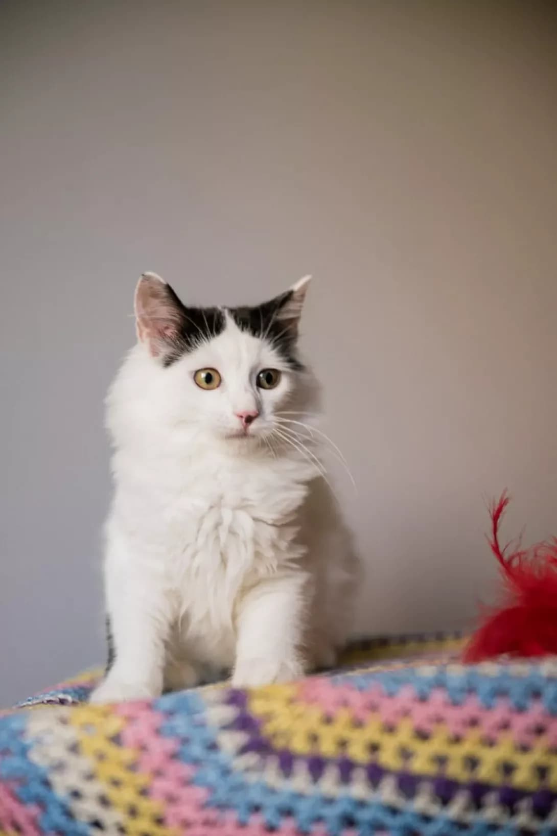 Finik (Фінік), male puppy Mixed Breed for adoption at Happy Paw Kyiv