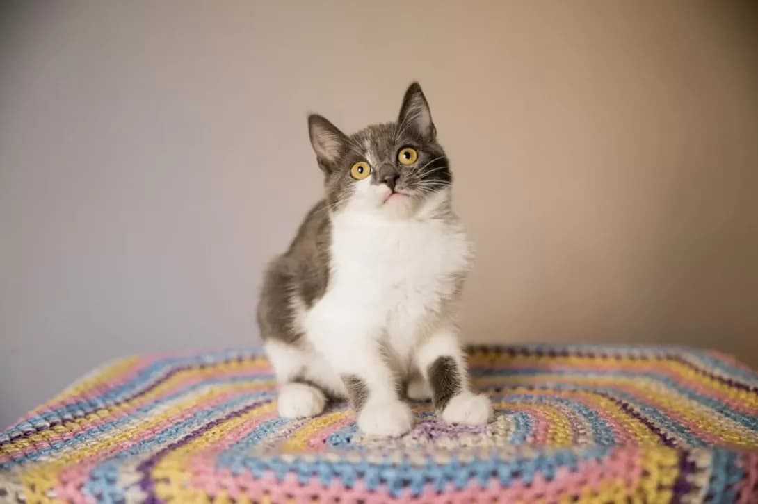 Fistashka (Фісташка), male puppy Mixed Breed for adoption at Happy Paw Kyiv