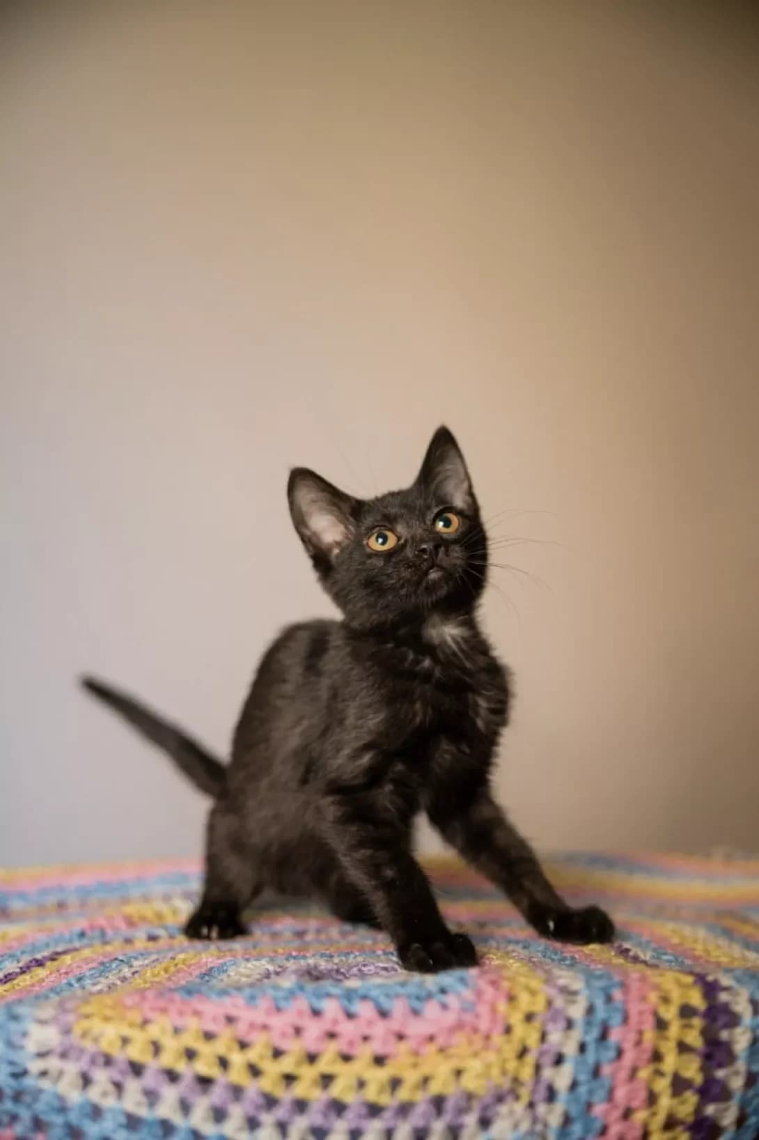 Pari (Парі), female puppy Mixed Breed for adoption at Happy Paw Kyiv
