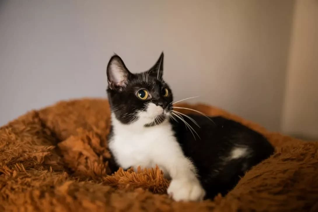 Skarlet (Скарлет), female young Mixed Breed for adoption at Happy Paw Kyiv