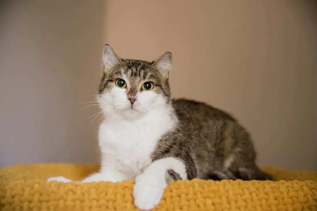 Lisichka (Лисичка), female young Mixed Breed for adoption at Happy Paw Kyiv