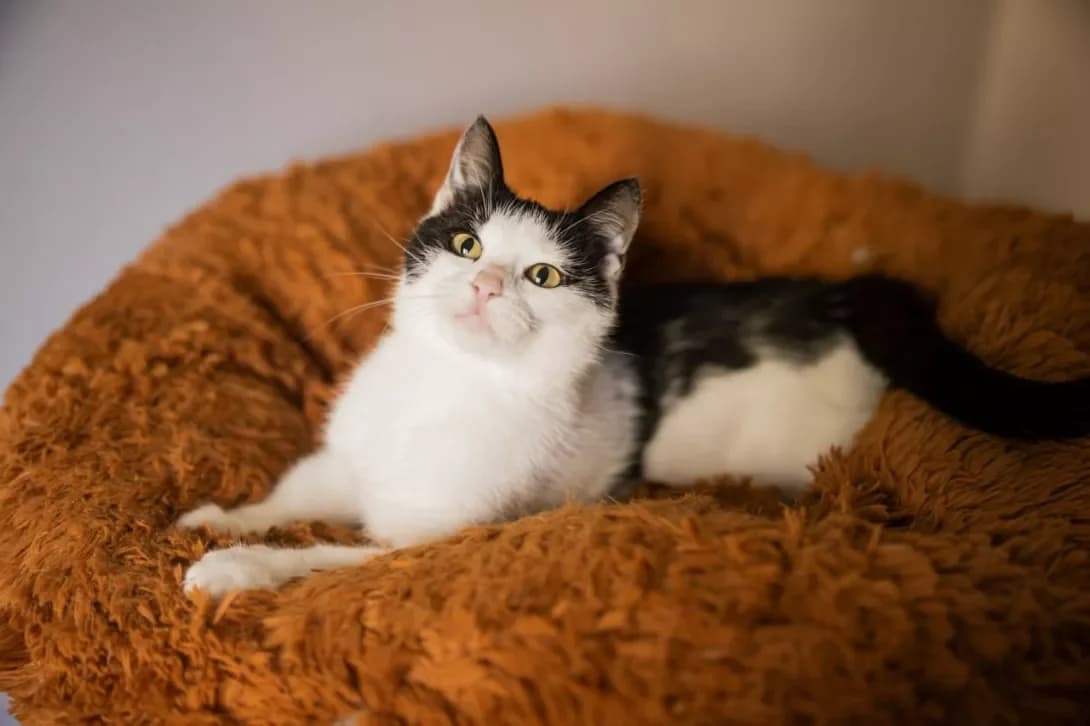 Sangriya (Сангрія), female young Mixed Breed for adoption at Happy Paw Kyiv