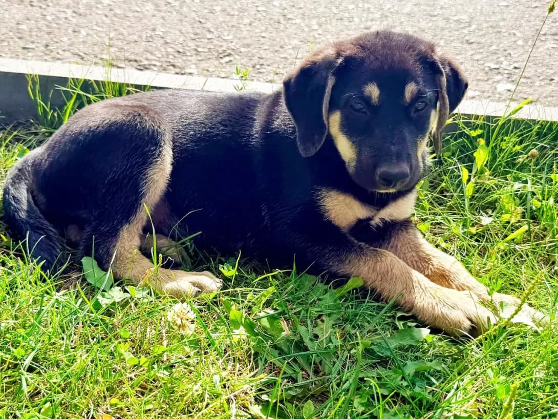 Gyerda (Гєрда), female puppy Mixed Breed for adoption at Happy Paw Kyiv