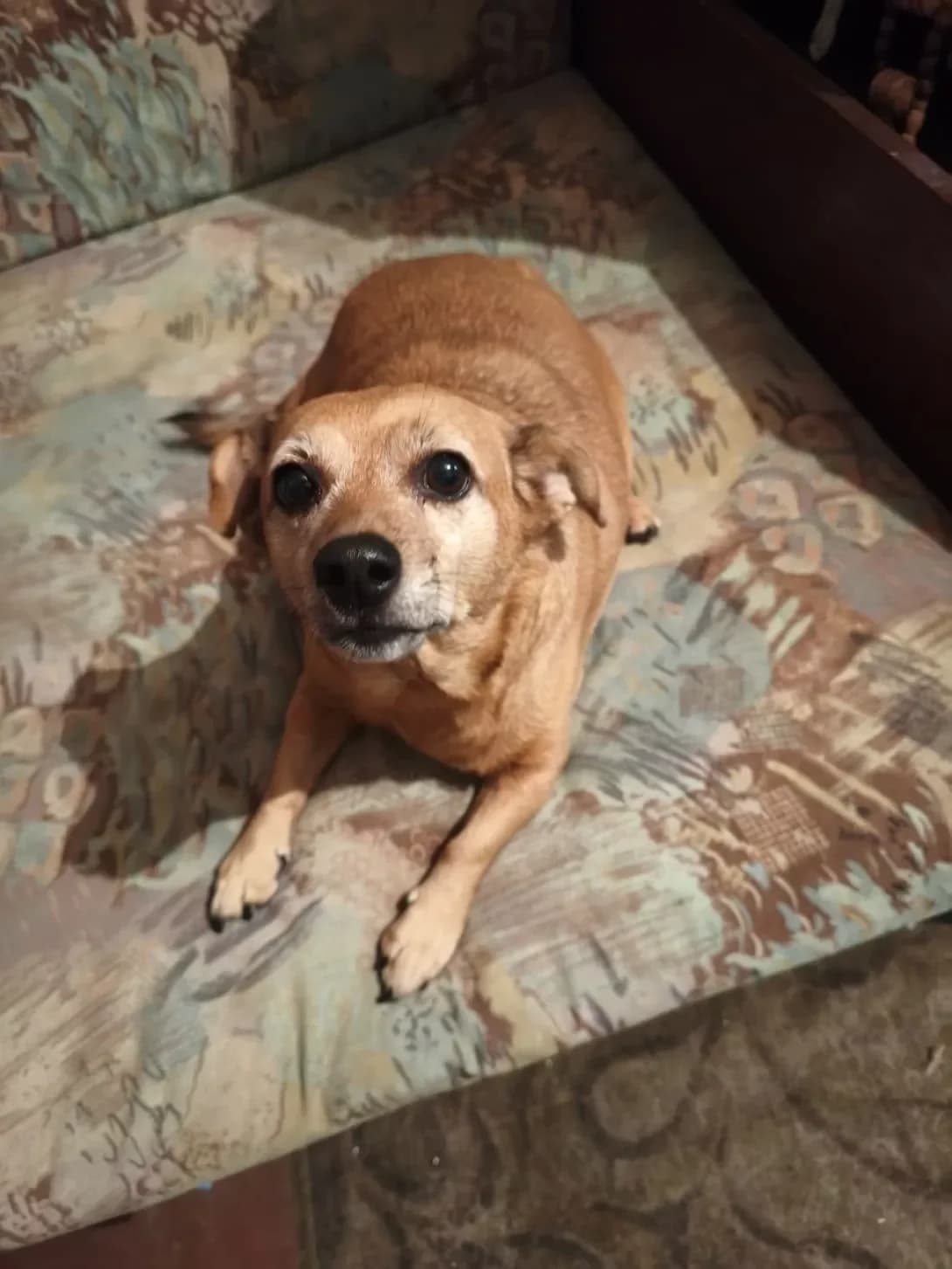 Dusya (Дуся), female 7yo Mixed Breed for adoption at Happy Paw Kyiv