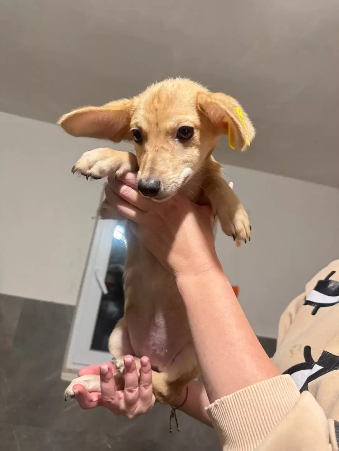 Metelik (Метелик), female puppy Mixed Breed for adoption at Happy Paw Kyiv