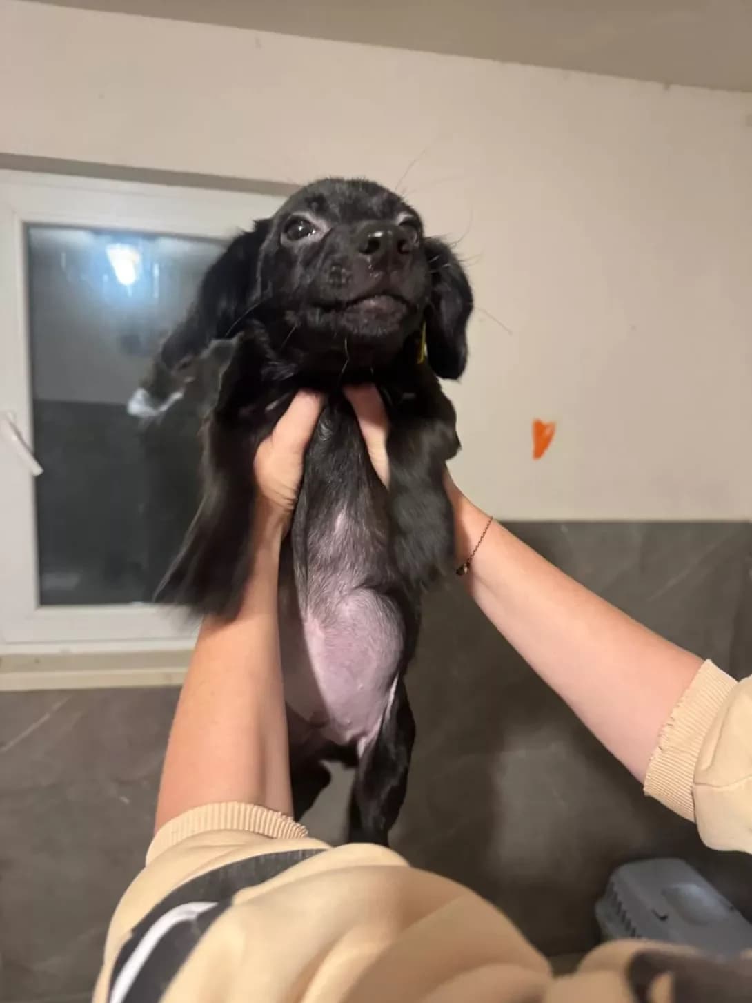 Benni (Бенні), male puppy Mixed Breed for adoption at Happy Paw Kyiv
