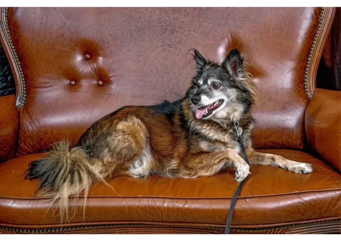 Asya (Ася), female young Mixed Breed for adoption at Happy Paw Kyiv