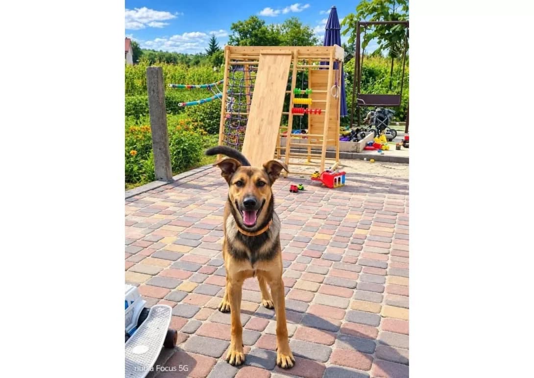 Misha (Міша), male puppy Mixed Breed for adoption at Happy Paw Kyiv