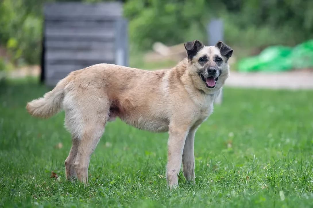 Tay (Тай), male 6yo Mixed Breed for adoption at Happy Paw Kyiv Oblast