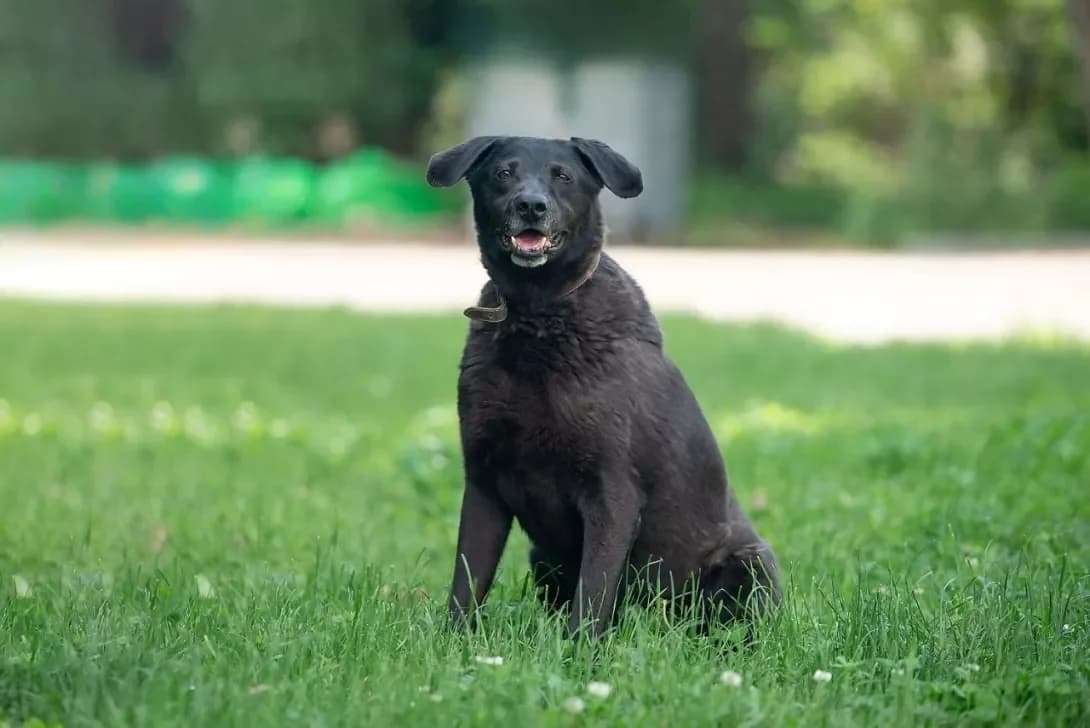 Norik (Норік), male senior Mixed Breed for adoption at Happy Paw Kyiv Oblast