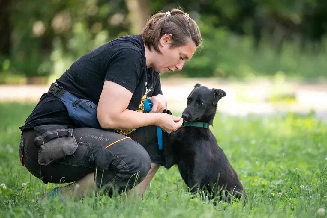 Osamu (Осаму), male young Mixed Breed for adoption at Happy Paw Kyiv Oblast