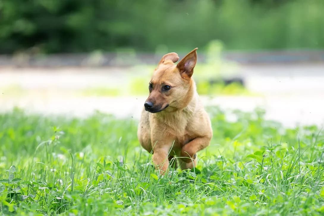 Omiyu (Омію), female young Mixed Breed for adoption at Happy Paw Kyiv Oblast