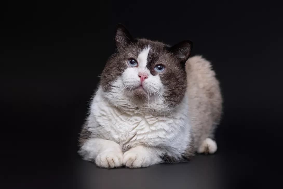 Ulib (Уліб), Mixed Breed (Happy Paw Kyiv Oblast)