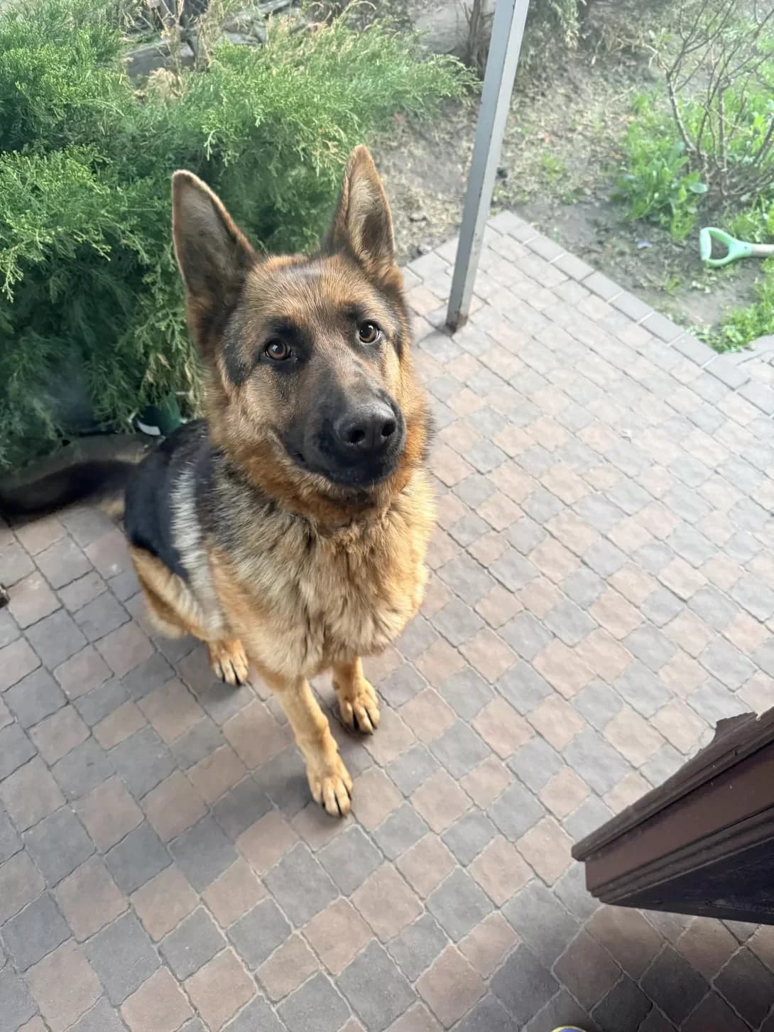 Sheyla (Шейла), female young Mixed Breed for adoption at Happy Paw Kyiv Oblast