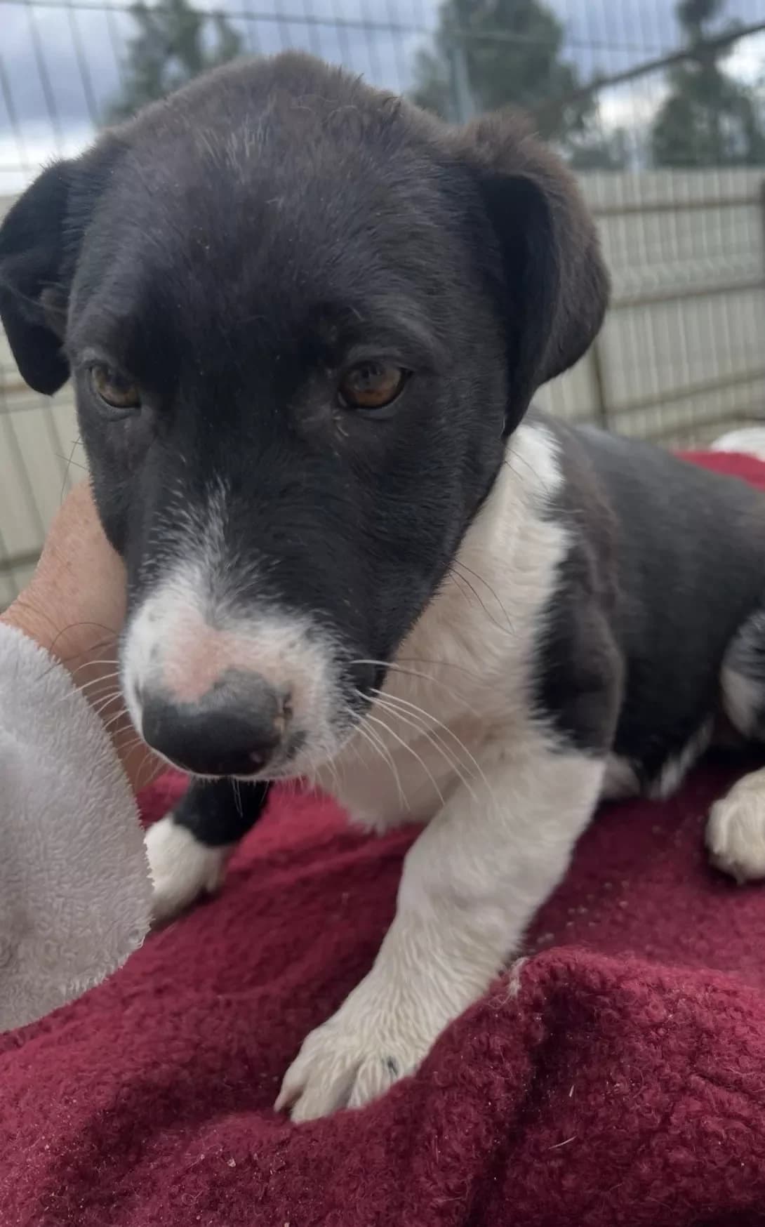 Kuzya (Кузя), female puppy Mixed Breed for adoption at Happy Paw Kyiv Oblast