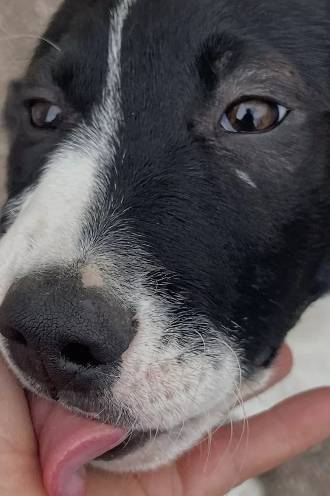 Luna (Луна), female puppy Mixed Breed for adoption at Happy Paw Kyiv Oblast