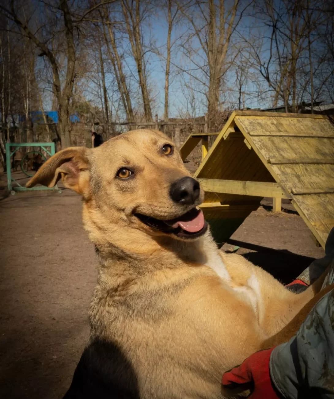 Nana (Нана), female young Mixed Breed for adoption at Happy Paw Kyiv Oblast