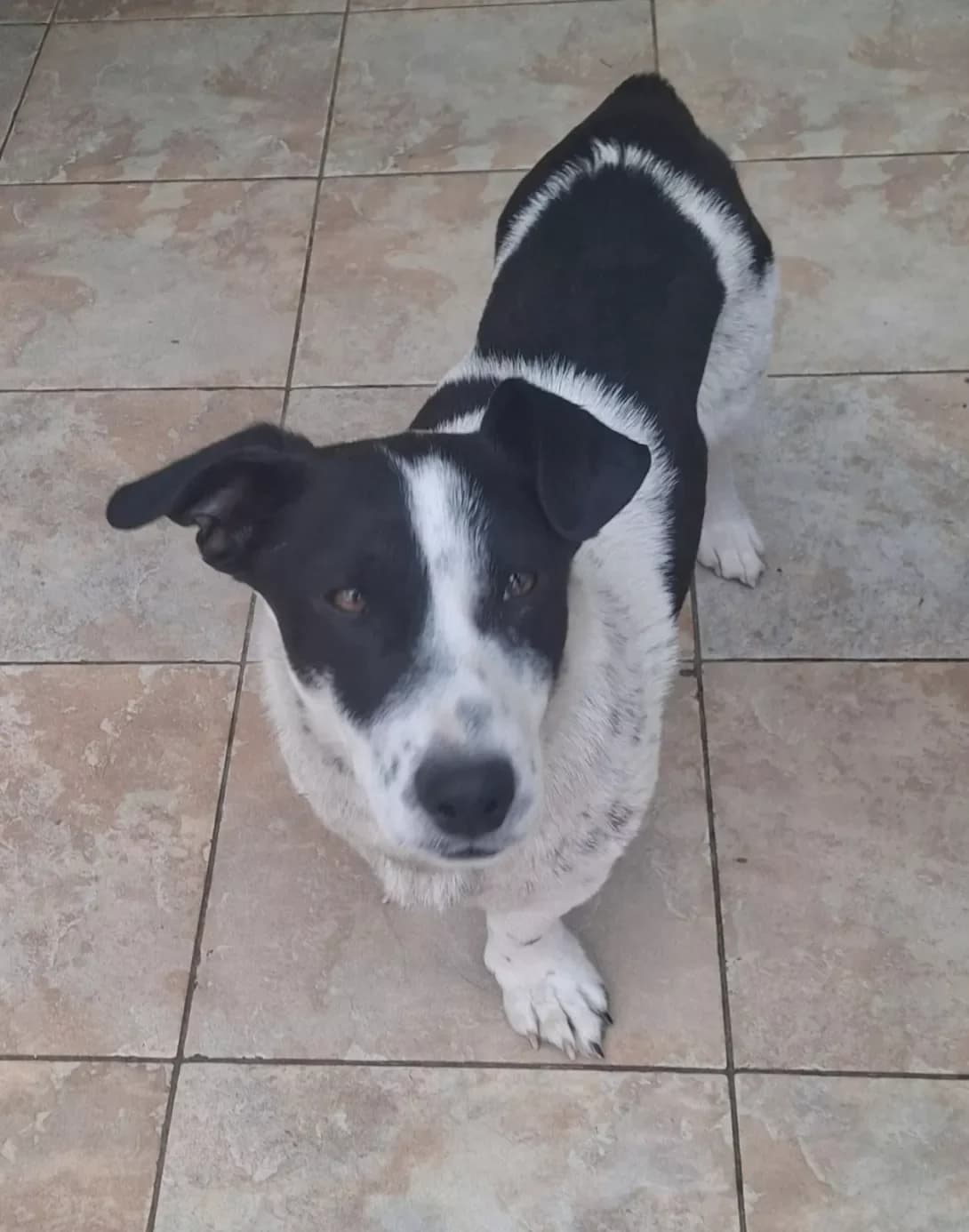 Tomi (Томі), male young Mixed Breed for adoption at Happy Paw Kyiv Oblast