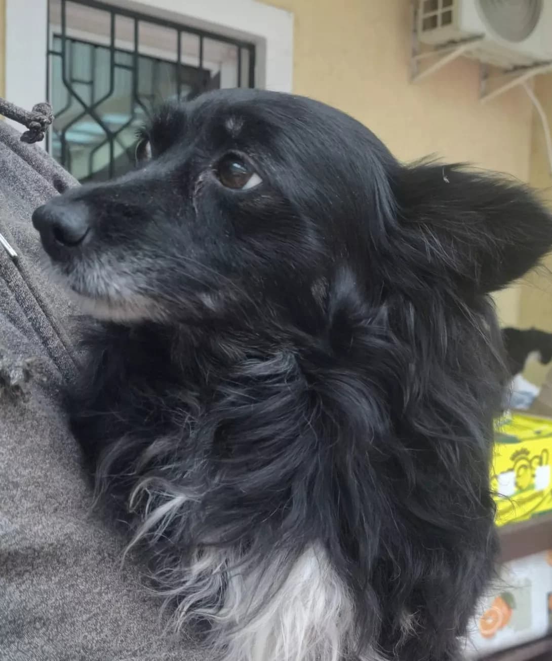 Makha (Маха), female 7yo Mixed Breed for adoption at Happy Paw Kyiv Oblast