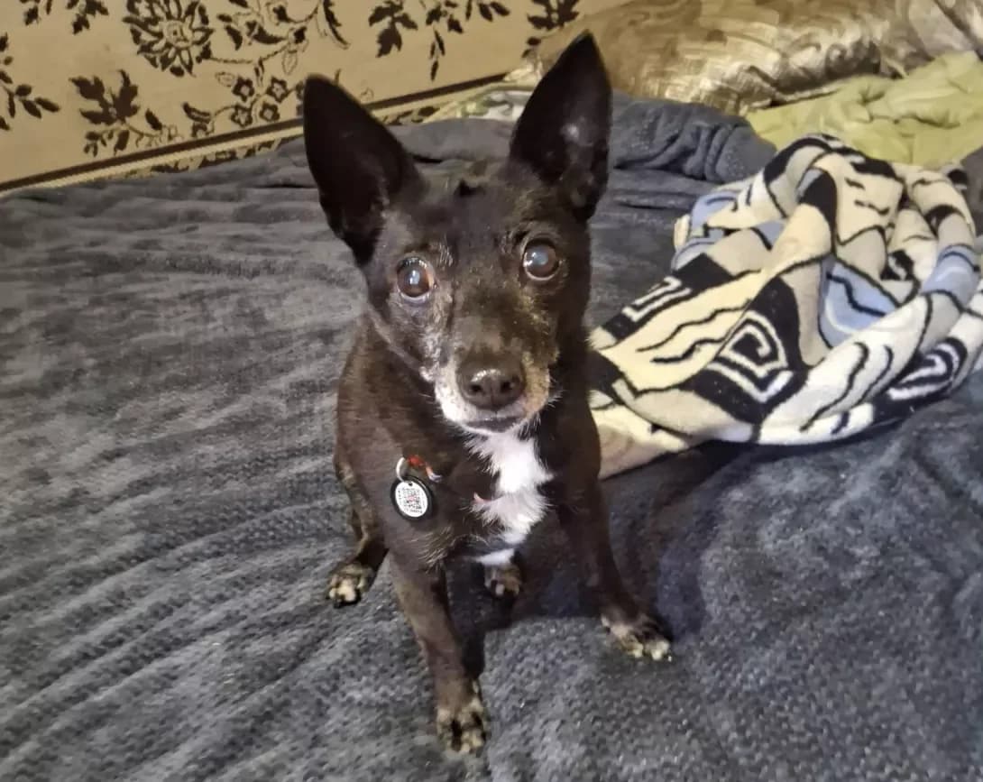 Tosya (Тося), female senior Mixed Breed for adoption at Happy Paw Kyiv Oblast