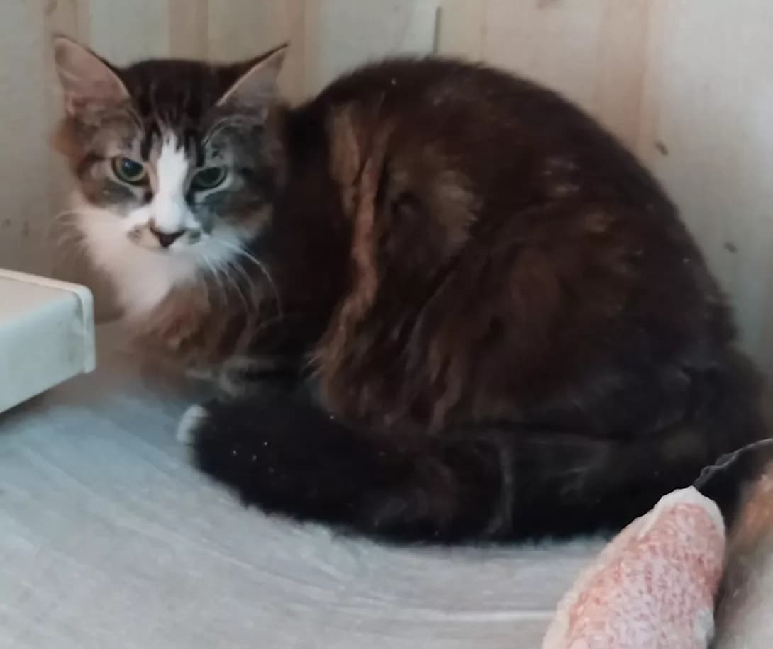 Sindi (Сінді), Mixed Breed (Happy Paw Kyiv Oblast)