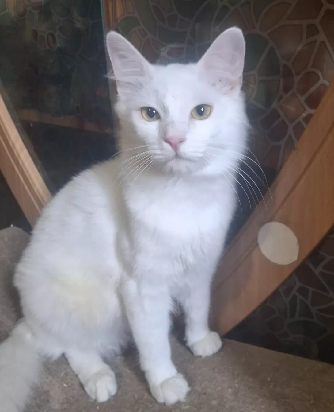 Mosya (Мося), Mixed Breed (Happy Paw Kyiv Oblast)