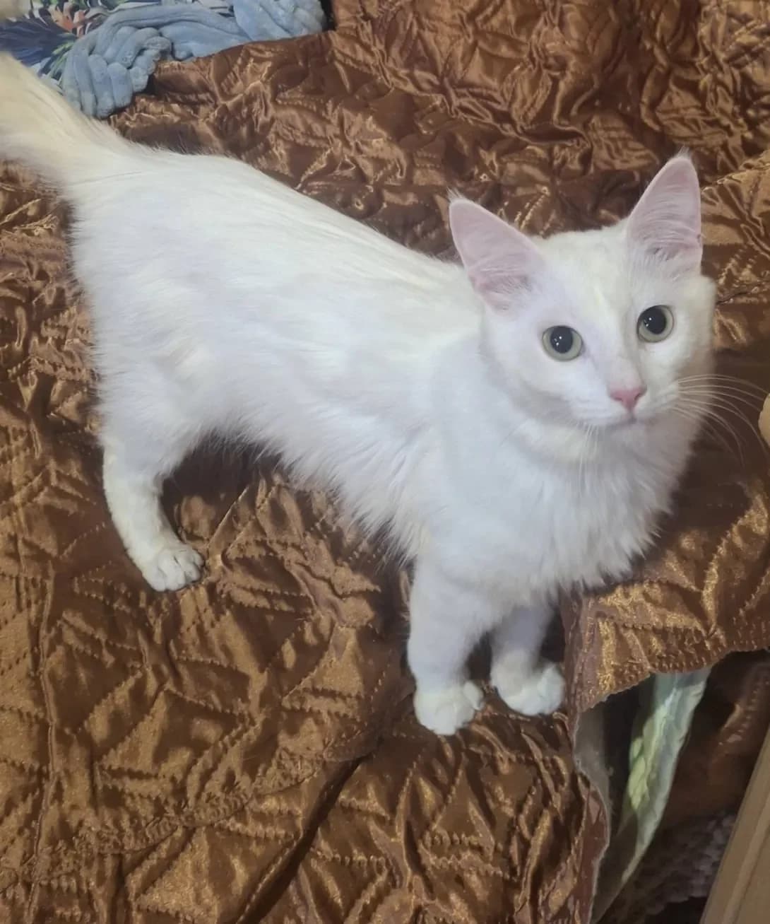 Yosya (Йося), Mixed Breed (Happy Paw Kyiv Oblast)