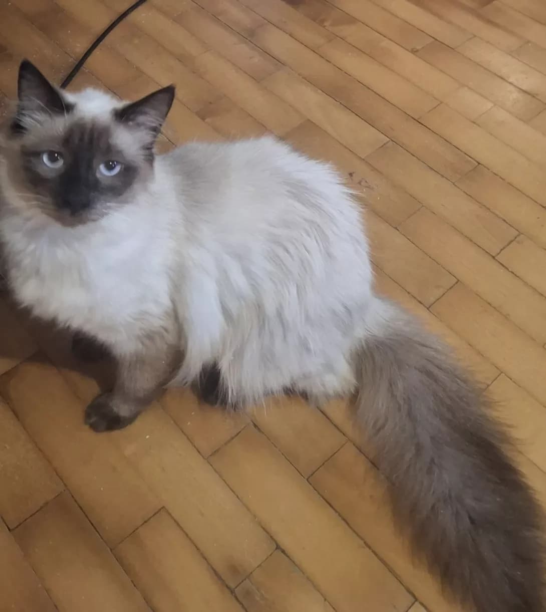 Siam (Сіам), Mixed Breed (Happy Paw Kyiv Oblast)