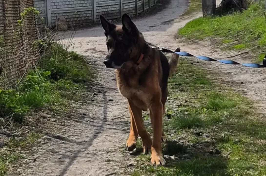 Tor (Тор), Mixed Breed (Happy Paw Kyiv Oblast)