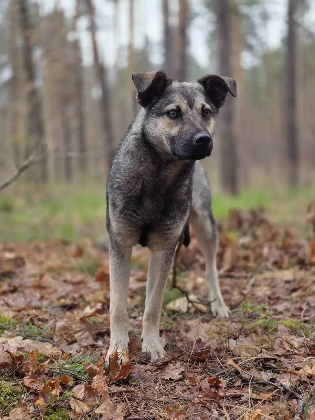 Leyla (Лейла), Mixed Breed (Happy Paw Kyiv Oblast)