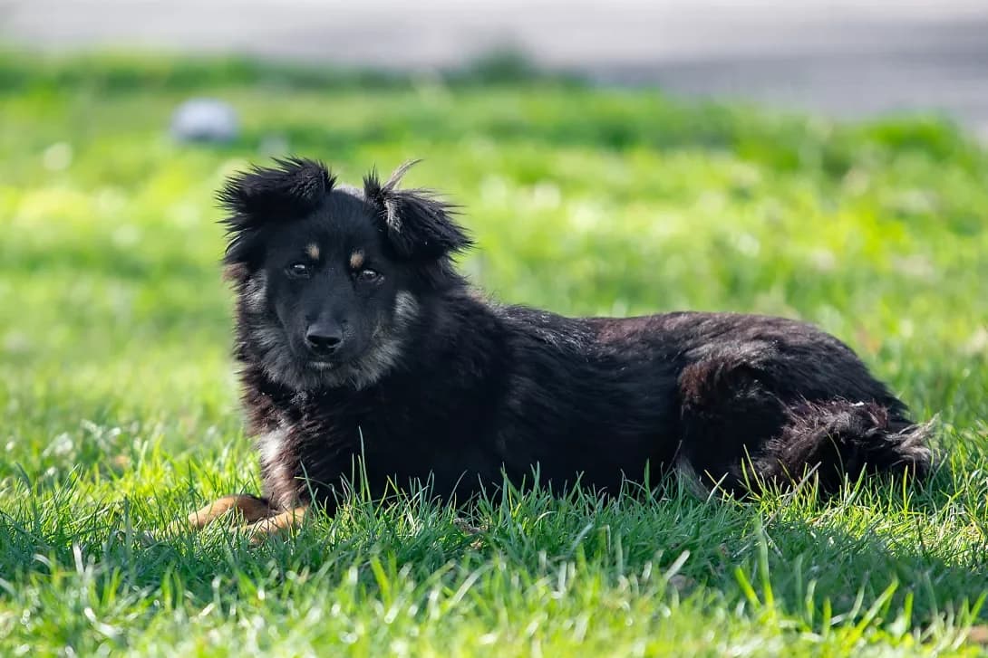 Nimsa (Німса), Mixed Breed (Happy Paw Kyiv Oblast)