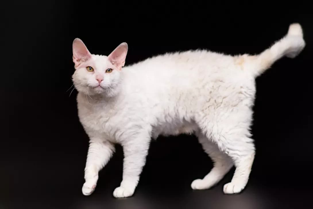Zefirchik (Зефірчик), Mixed Breed (Happy Paw Kyiv Oblast)