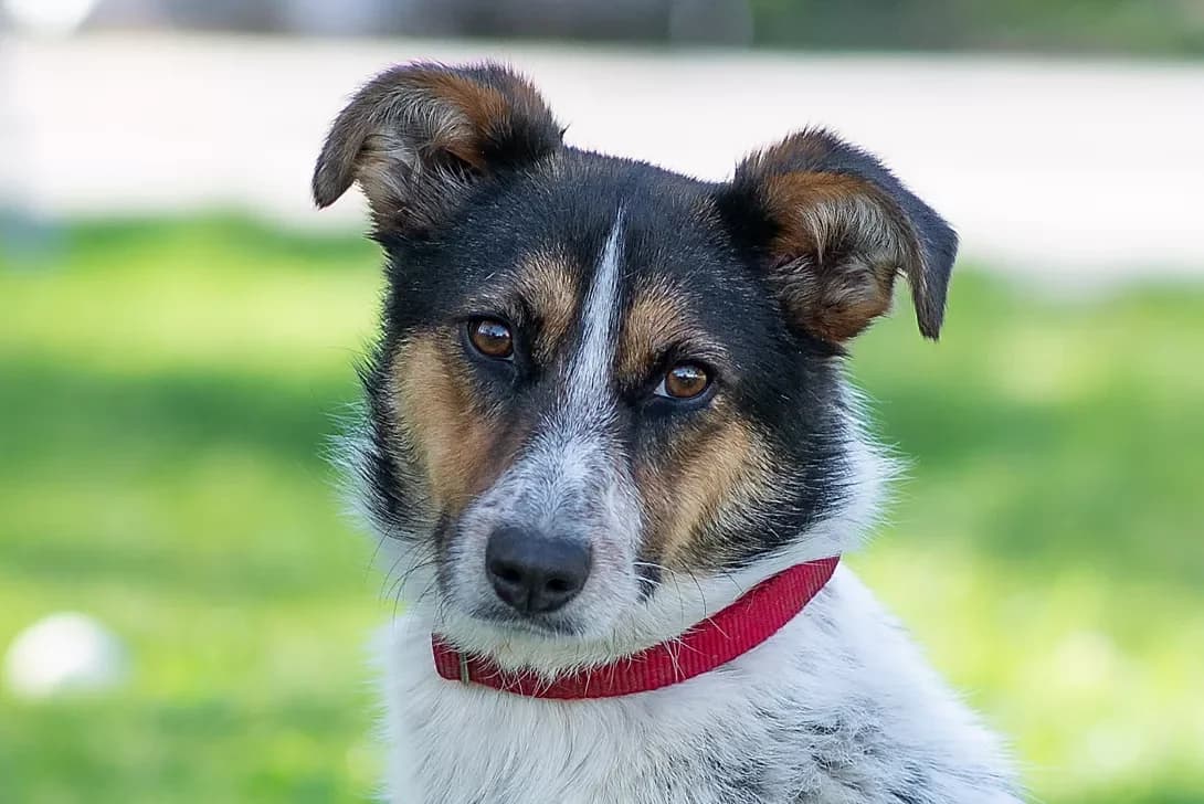 Nuar (Нуар), Mixed Breed (Happy Paw Kyiv Oblast)