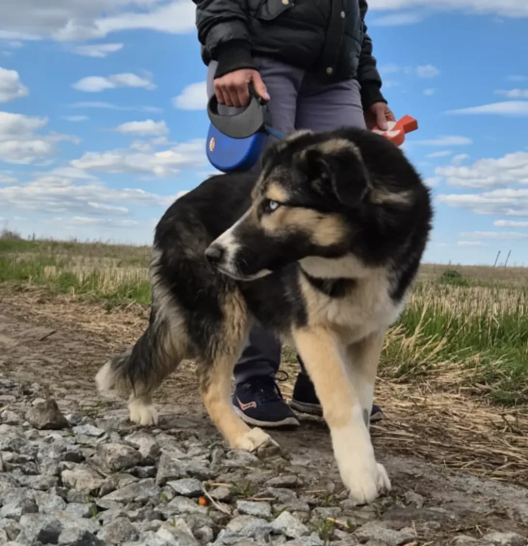 Kira (Кіра), Mixed Breed (Happy Paw Kyiv Oblast)