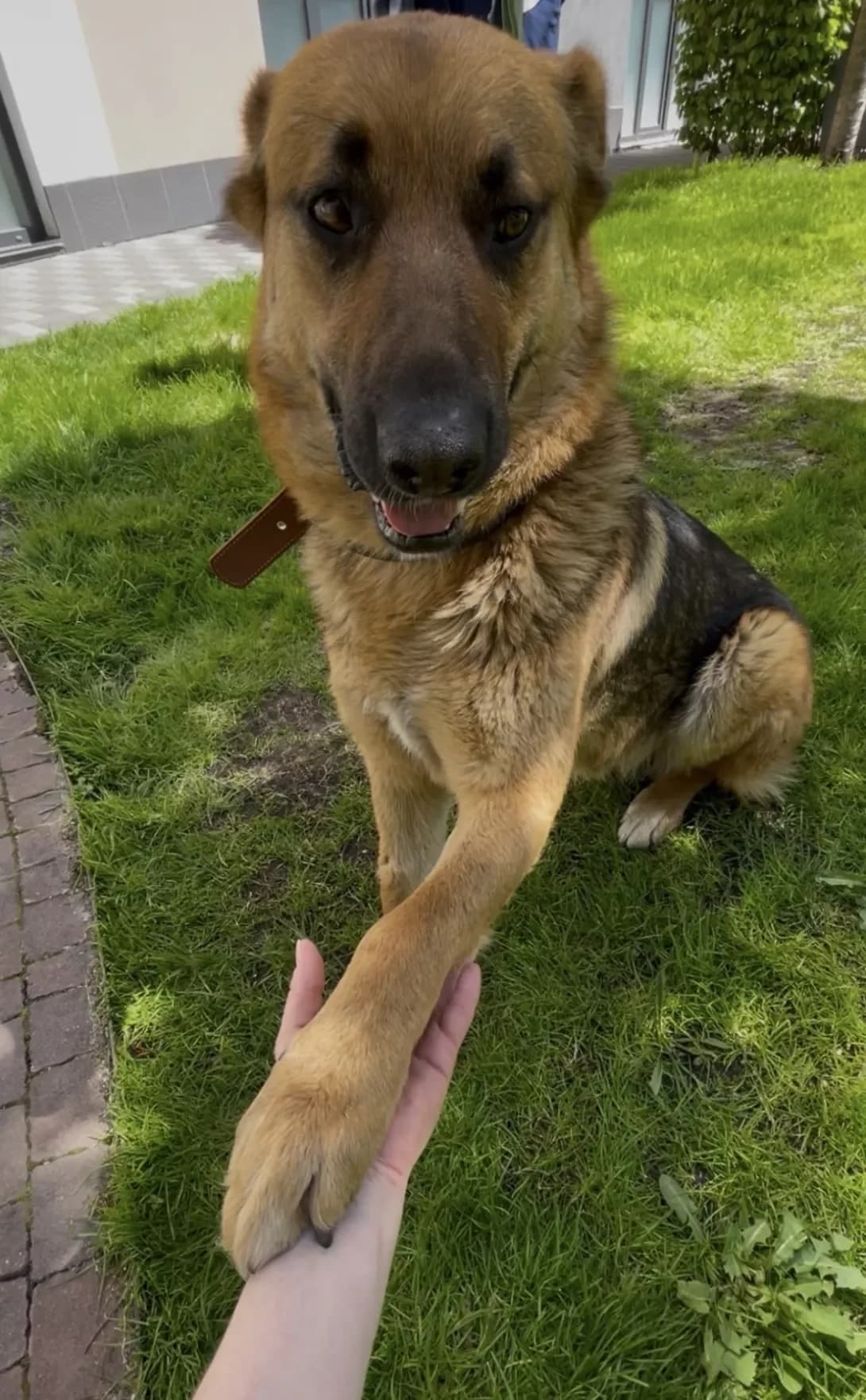 Boy (Бой), male young Mixed Breed for adoption at Happy Paw Kyiv Oblast