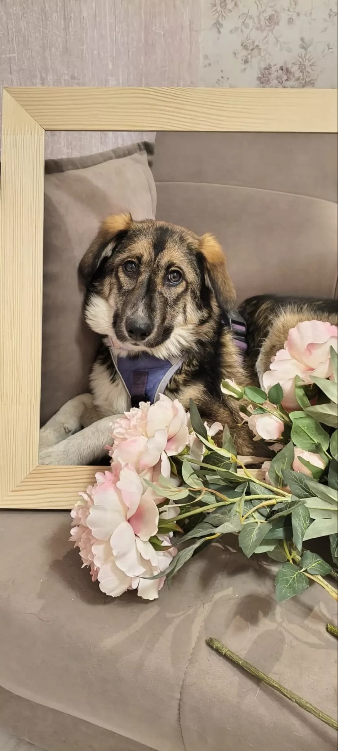 Plyamka (Плямка), female puppy Mixed Breed for adoption at Happy Paw Kyiv Oblast