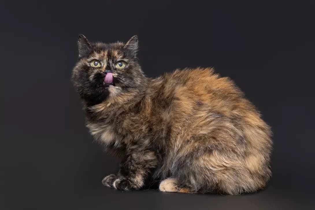 Francheska (Франческа), Mixed Breed (Happy Paw Kyiv Oblast)