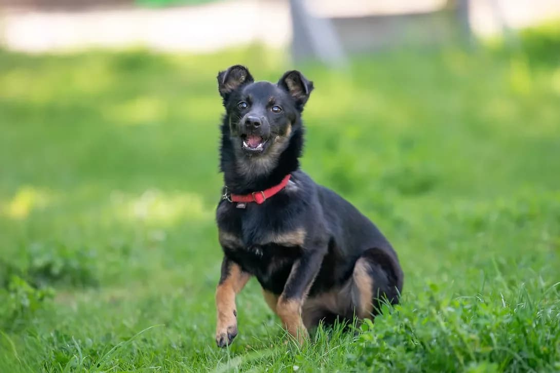 Shpilka (Шпилька), Mixed Breed (Happy Paw Kyiv Oblast)