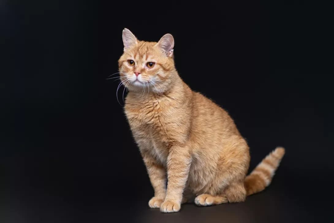 Sanni (Санні), Mixed Breed (Happy Paw Kyiv Oblast)